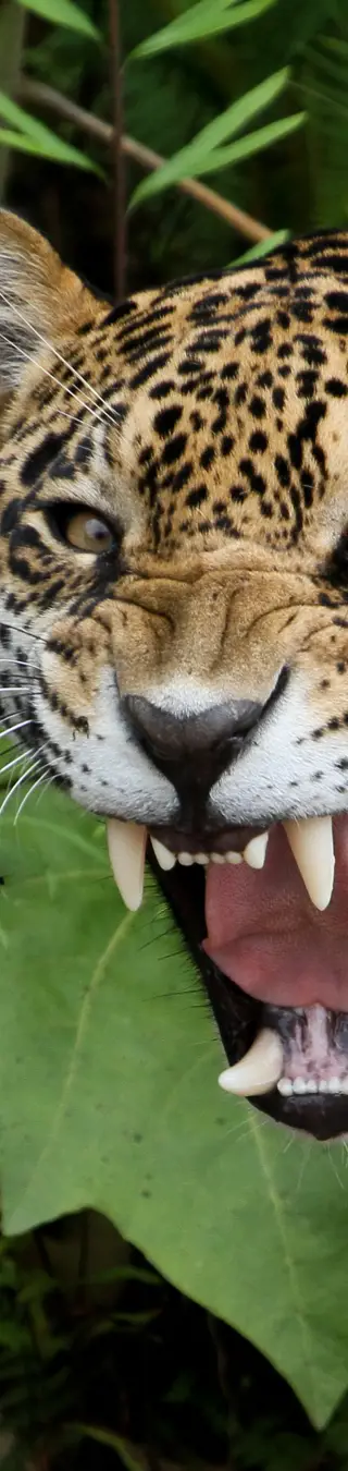 Erforsche den Madidi Nationalpark